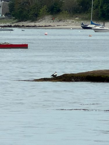 Common Eider