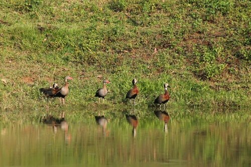 iNaturalist: (c) Ivanna V., some rights reserved (CC BY-NC), uploaded by Ivanna V. iNaturalist image