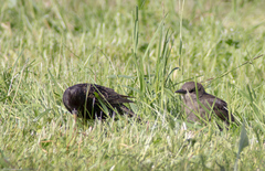 Sturnus vulgaris