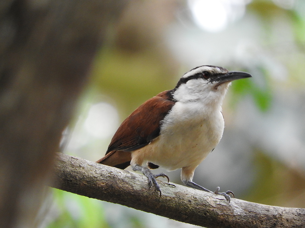 Giant Wren