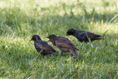 Sturnus vulgaris