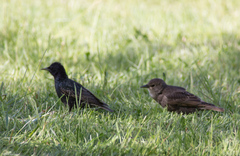 Sturnus vulgaris