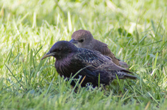 Sturnus vulgaris