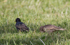 Sturnus vulgaris