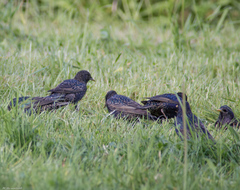 Sturnus vulgaris
