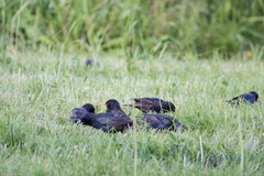 Sturnus vulgaris