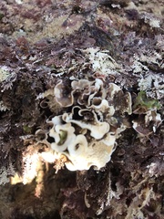 Mesophyllum lichenoides