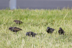 Sturnus vulgaris