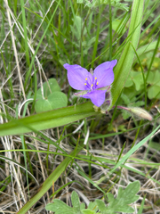 Tradescantia bracteata, photograph author not stated, no rights reserved