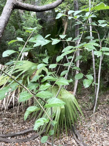 Godfrey's swampprivet (Forestiera godfreyi)