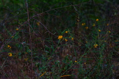 Sesbanieae