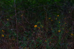 Sesbanieae