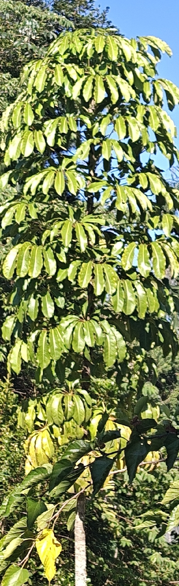 Heptapleurum actinophyllum