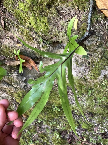 Microsorum scolopendria