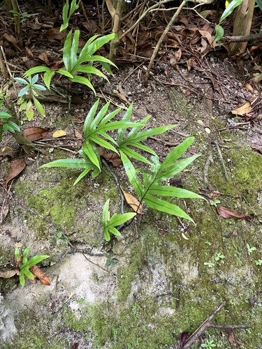 Microsorum scolopendria