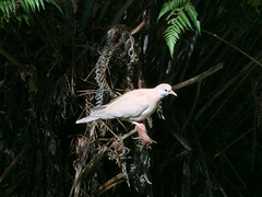 Streptopelia roseogrisea