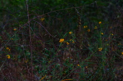 Sesbanieae