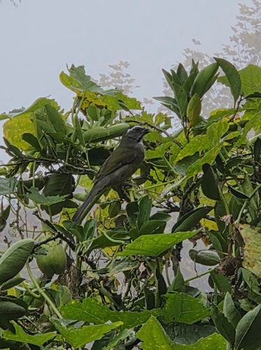 Green-winged Saltator