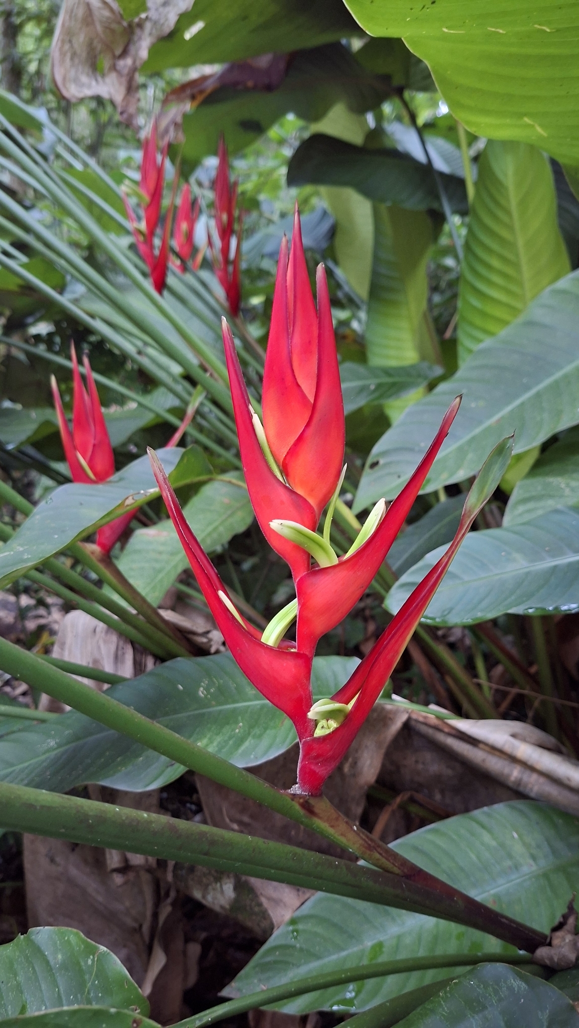 Heliconia farinosa