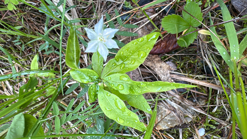 northern starflower