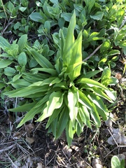 Allium ursinum