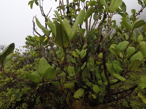 Melicope hosakae