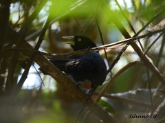 Amblycercus holosericeus