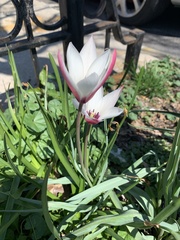 Tulipa clusiana