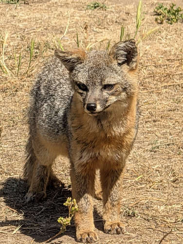 Santa Cruz Island Fox observed by varalysse