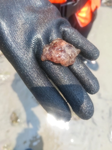 Diguet's Pleurobranchus (Pleurobranchus digueti)