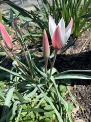 Tulipa clusiana