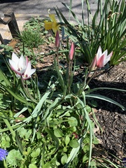 Tulipa clusiana