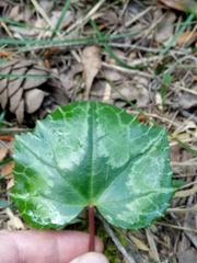 Cyclamen africanum image