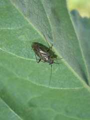 Irbisia