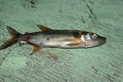 Acestrorhynchus