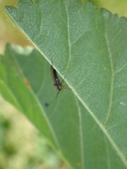 Irbisia