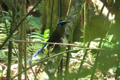 Andean Motmot