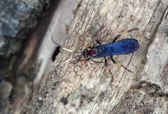 Ichneumon centrator