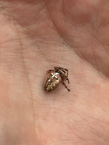 Cross Orbweaver