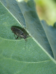 Irbisia