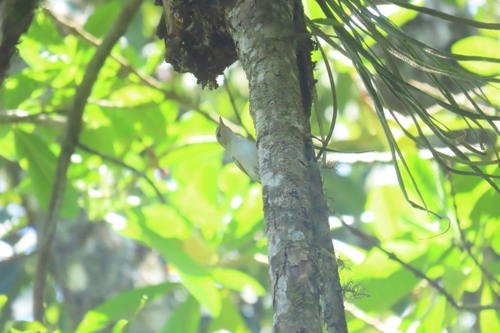 Chivi Vireo