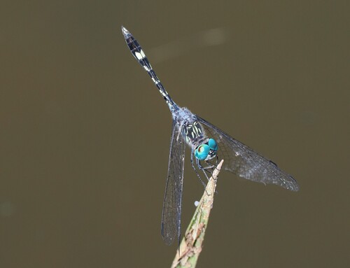 Micrathyria hesperis