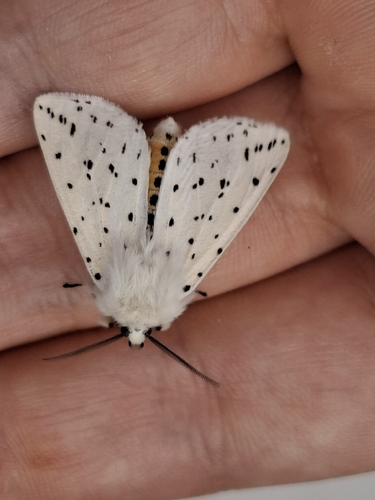 White Ermine