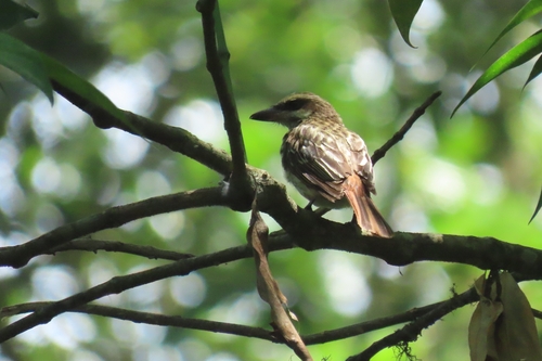 Streaked Flycatcher