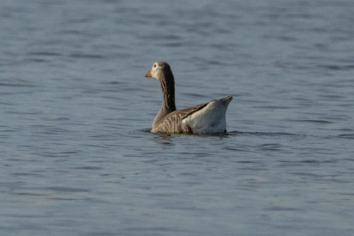 Greylag Goose