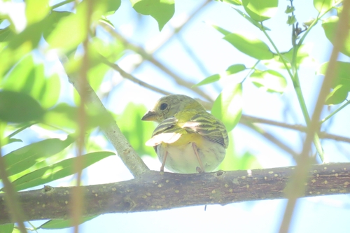 Saffron Finch