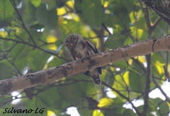 Glaucidium griseiceps