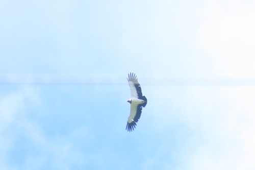 King Vulture