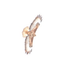 Buteo buteo