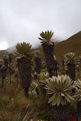 Espeletia pycnophylla